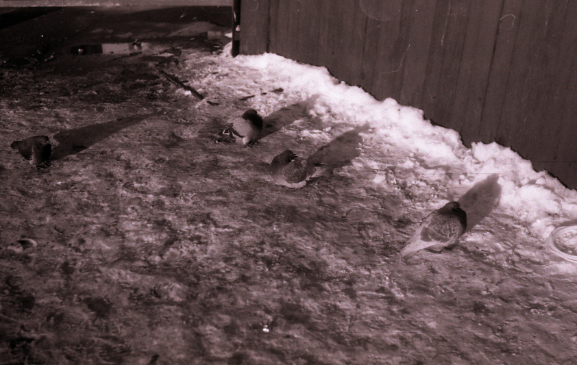 pidgins1