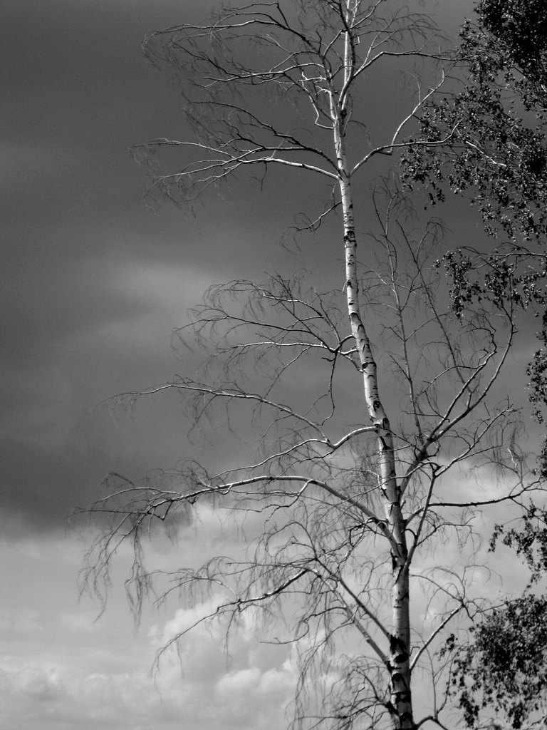 tree2