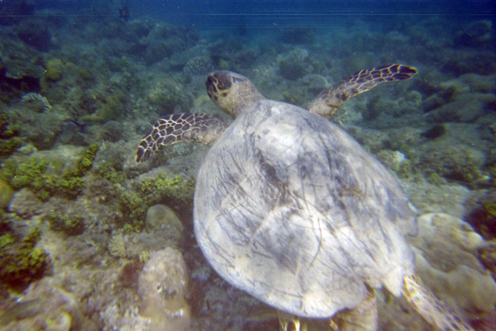 turtle