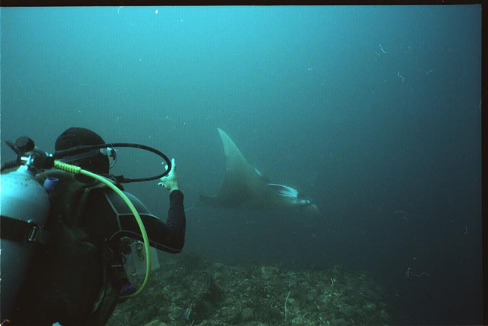manta5