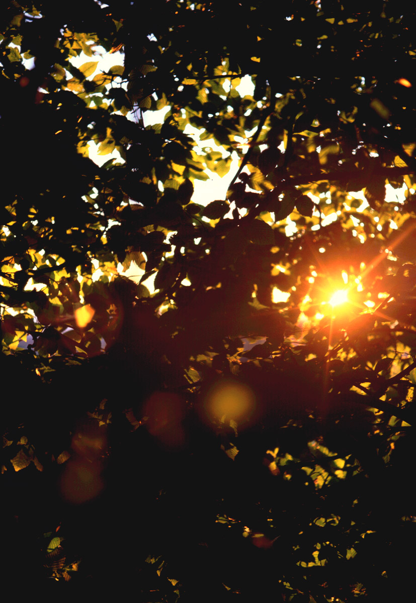 37_como-leaves2