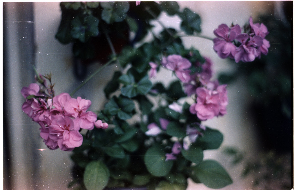 35696355672_f9f4e61a3e_b