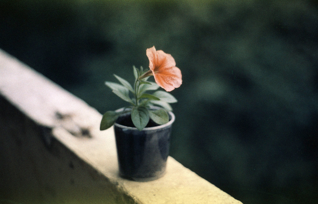 36624302606_1a5c4b01b1_b