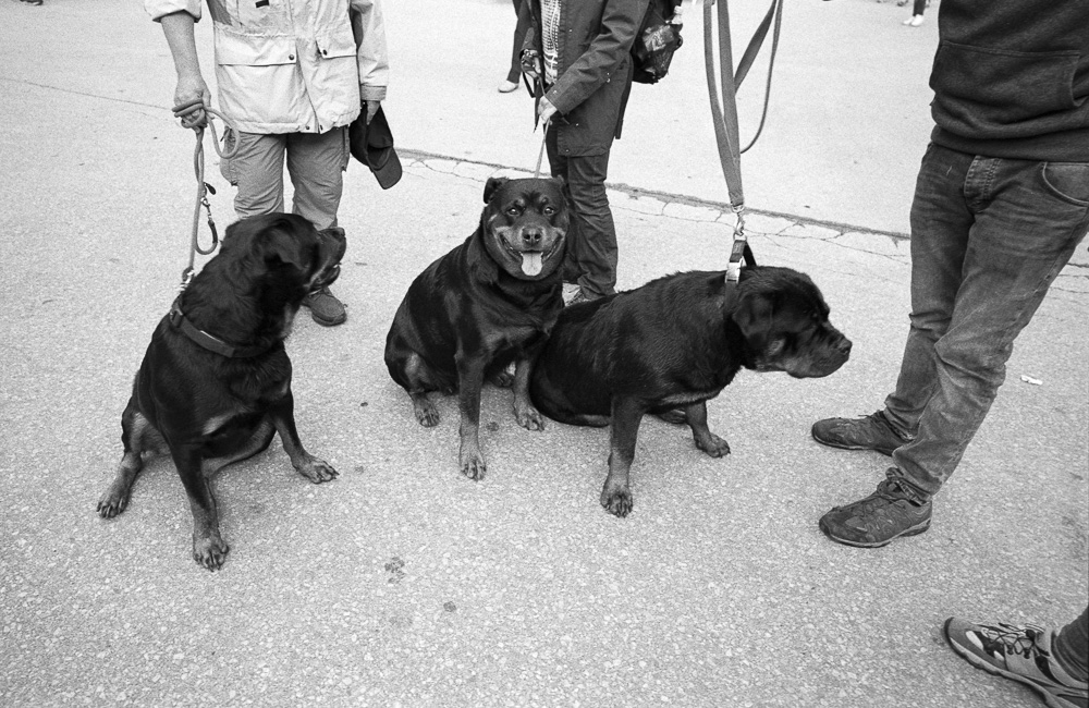 20170612-M6_APX100_Rodinal1-50_2017_06_12_1_N_00036