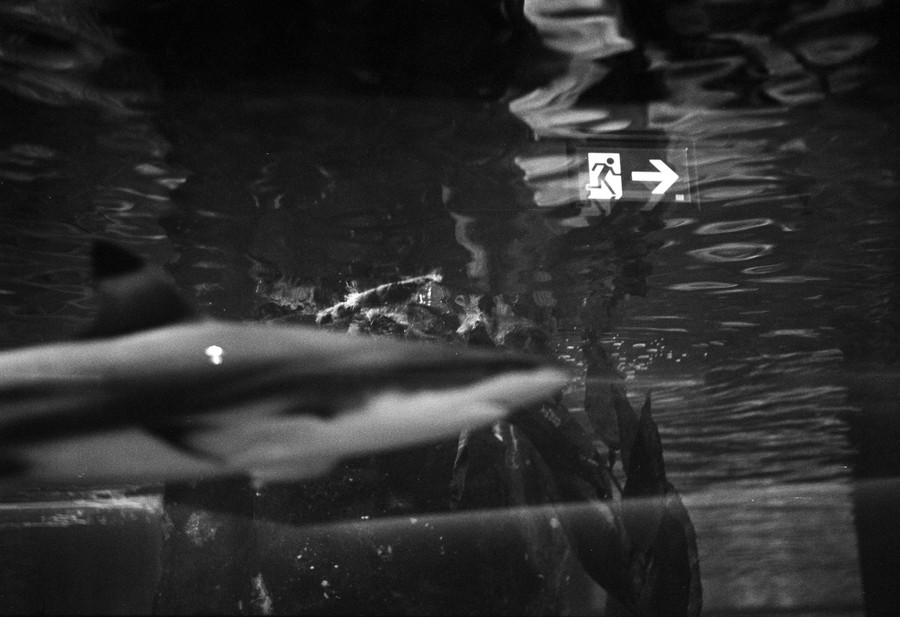 FLM20143119_