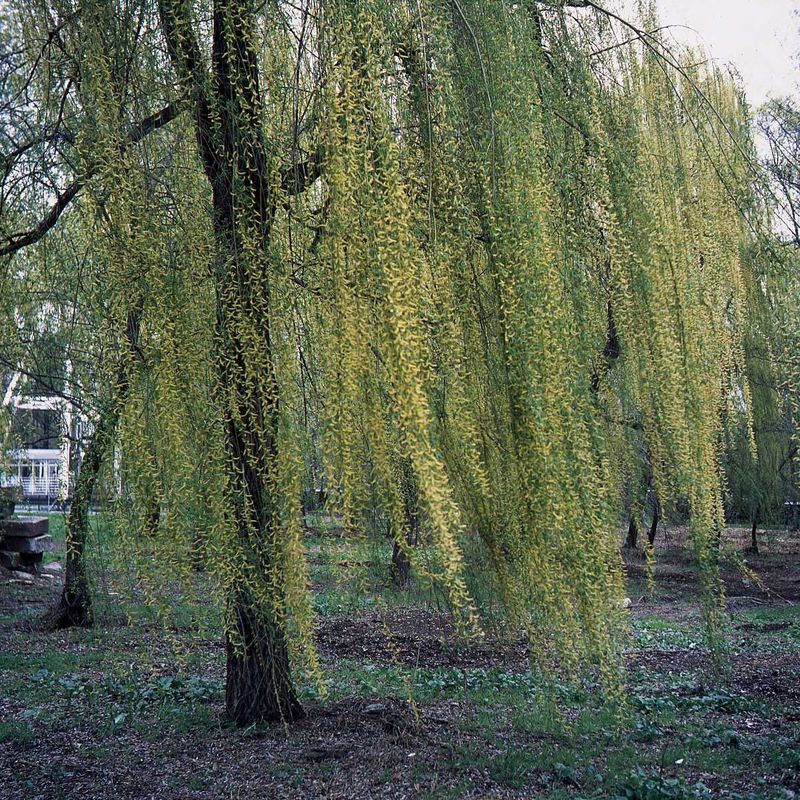 VoigtlanderPerkeo-ColorSkopar80-20220908-009