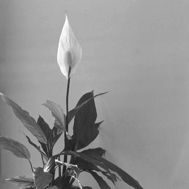 spati-2