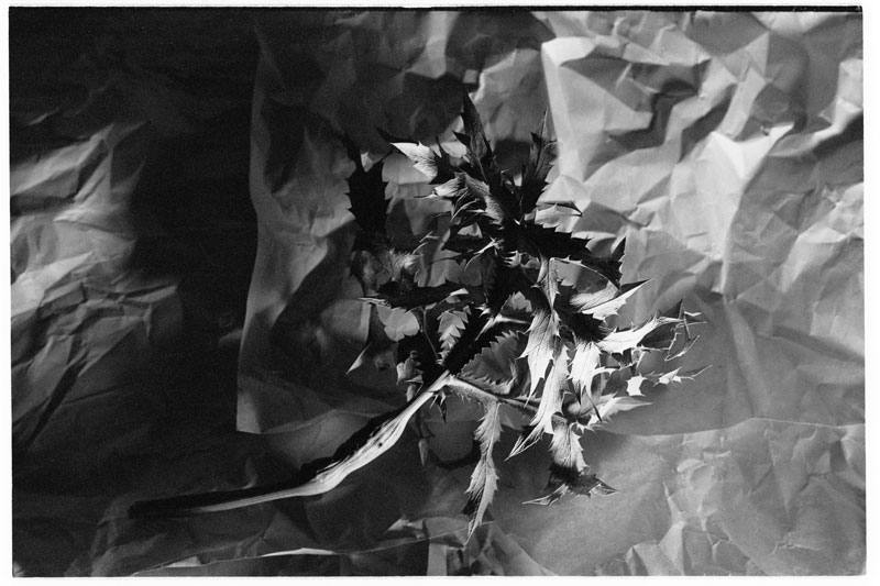 foto32_rodinal_1_100_21min_1828