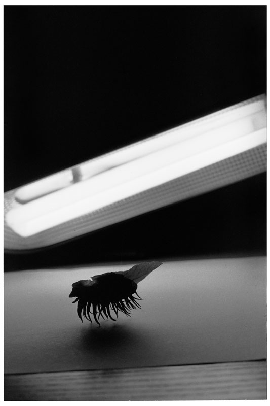 foto32_rodinal_1_30_2188