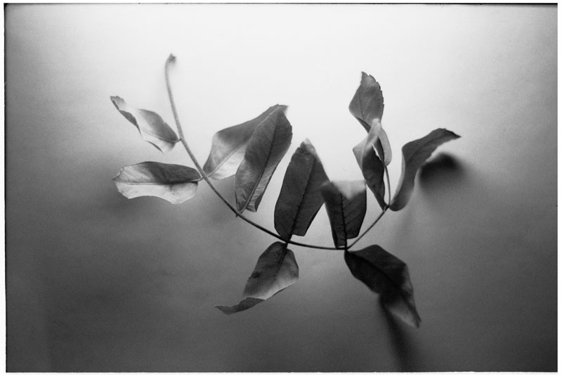 foto32_rodinal_1_30_2189
