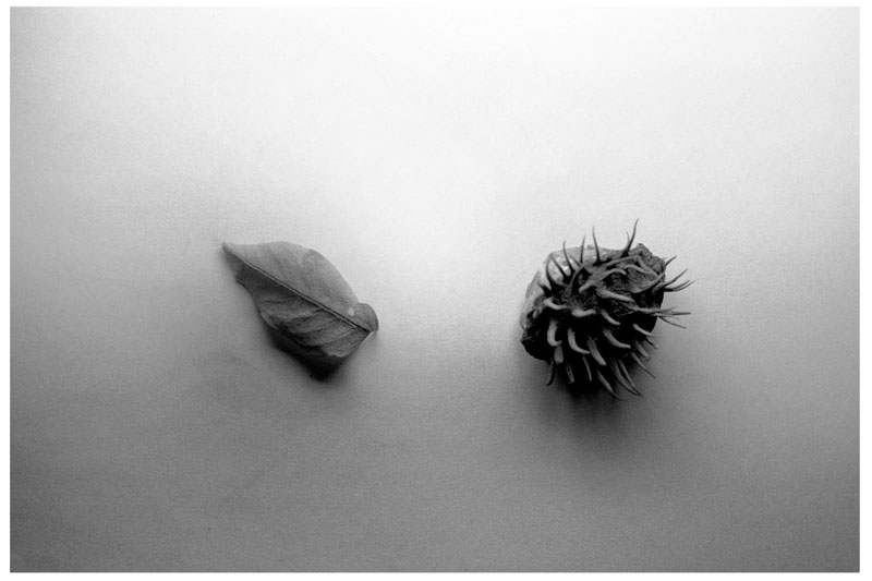 foto32_rodinal_1_30_2197