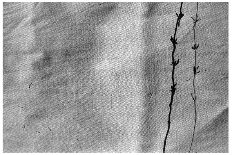 foto32_rodinal_1_50_13min_1882