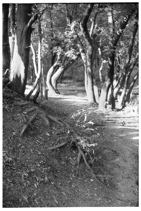 foto32_rodinal_1_50_14min_1946