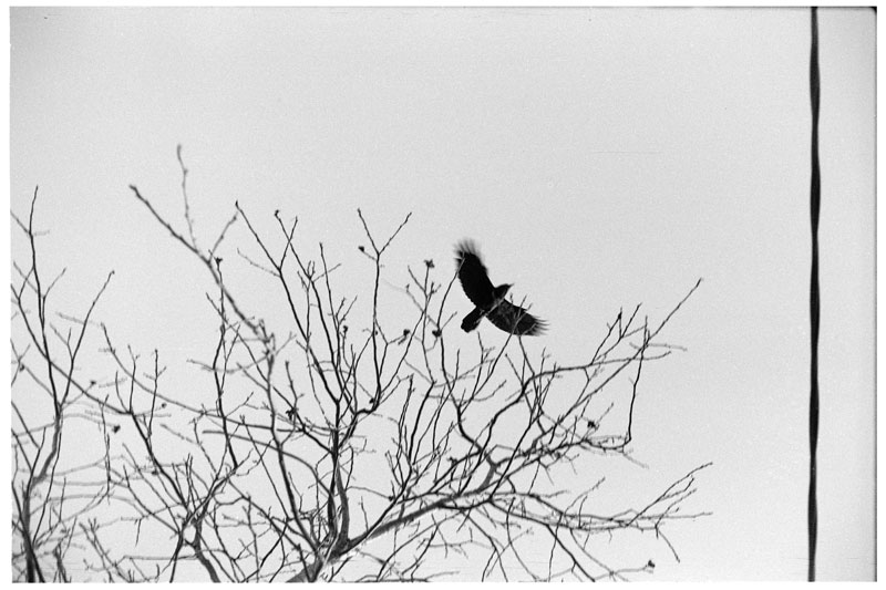 foto32_rodinal_1_50_15min_2186