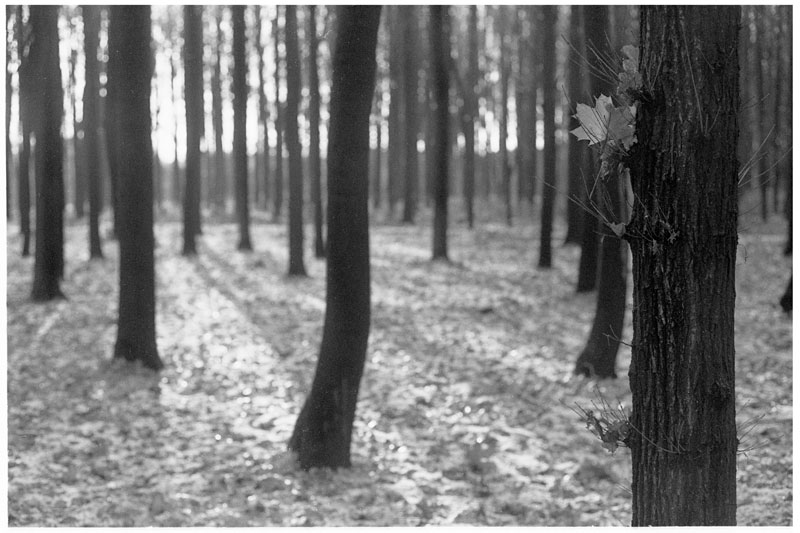 foto32_rodinal_1_50_15min_2192