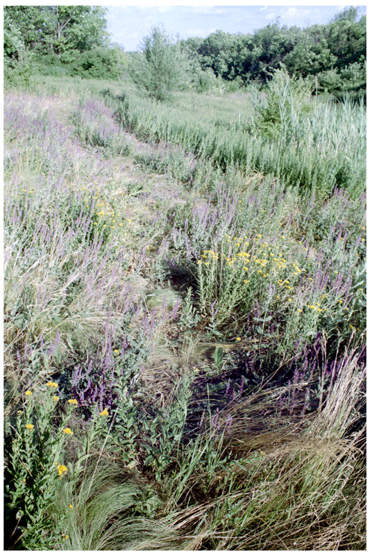 dnp100_1364