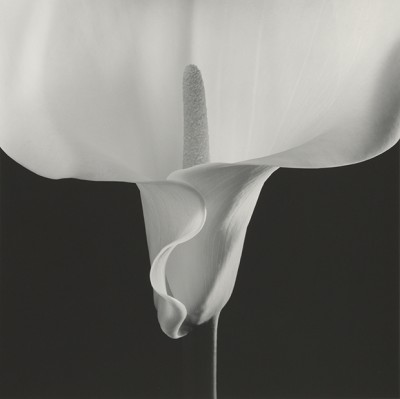 mapplethorpe flowerlily.jpg