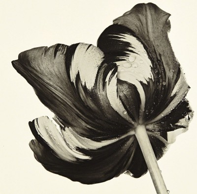 Irving Penn Tulip 1967.jpg