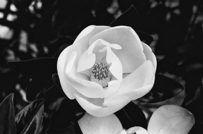 Magnolia-Blossom-1200 TriX-30-x-45.jpg