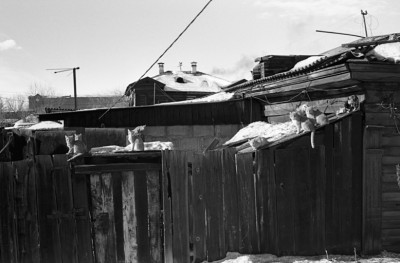 гр рыжие кошки.jpg