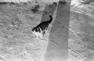 Котофей из форточки.jpg