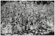 Fp1R141_E3_572732_1200-4.jpg Fp1R141_E3_572732_1200-4.jpg