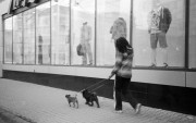 paradogs.jpg paradogs.jpg