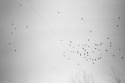 birds.jpg