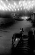IMG11519qweb.jpg