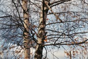 11A_00011.jpg