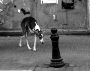 14_0047_bw2.jpg