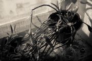 20111208-L1056952.jpg