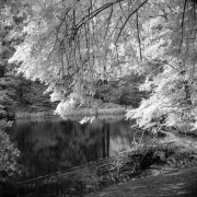 20180710-124G_Rollei400IR_HCB_6-30min_E_2018-07-10_1_005.jpg 20180710-124G_Rollei400IR_HCB_6-30min_E_2018-07-10_1_005.jpg