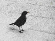 Chernoe_i_beloe_017.gif