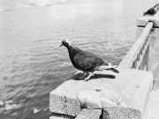 Chernoe_i_beloe_060.gif
