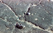 Scan-180716-0004.JPG
