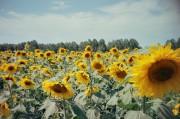 Sunflowers.jpg Sunflowers.jpg