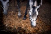 Untitled-19_1.jpg