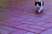 cat2.jpg