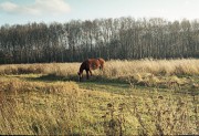 horse.jpg