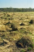img101_copy.jpg