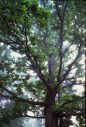 om4_velvia_100_treev2_screen07.jpg
