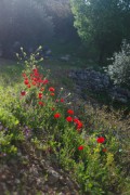 spring_12_of_18_.jpg