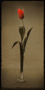 tulpan-2.gif