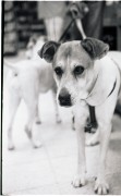 Dog1.jpg