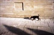 Doggy01.jpg