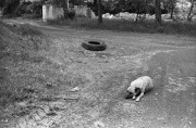 IMG18.jpg