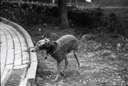 Kiev2-Foma400_1_small.jpg