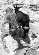 L1000678_950.jpg