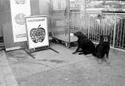 bergen_doppeldog.jpg